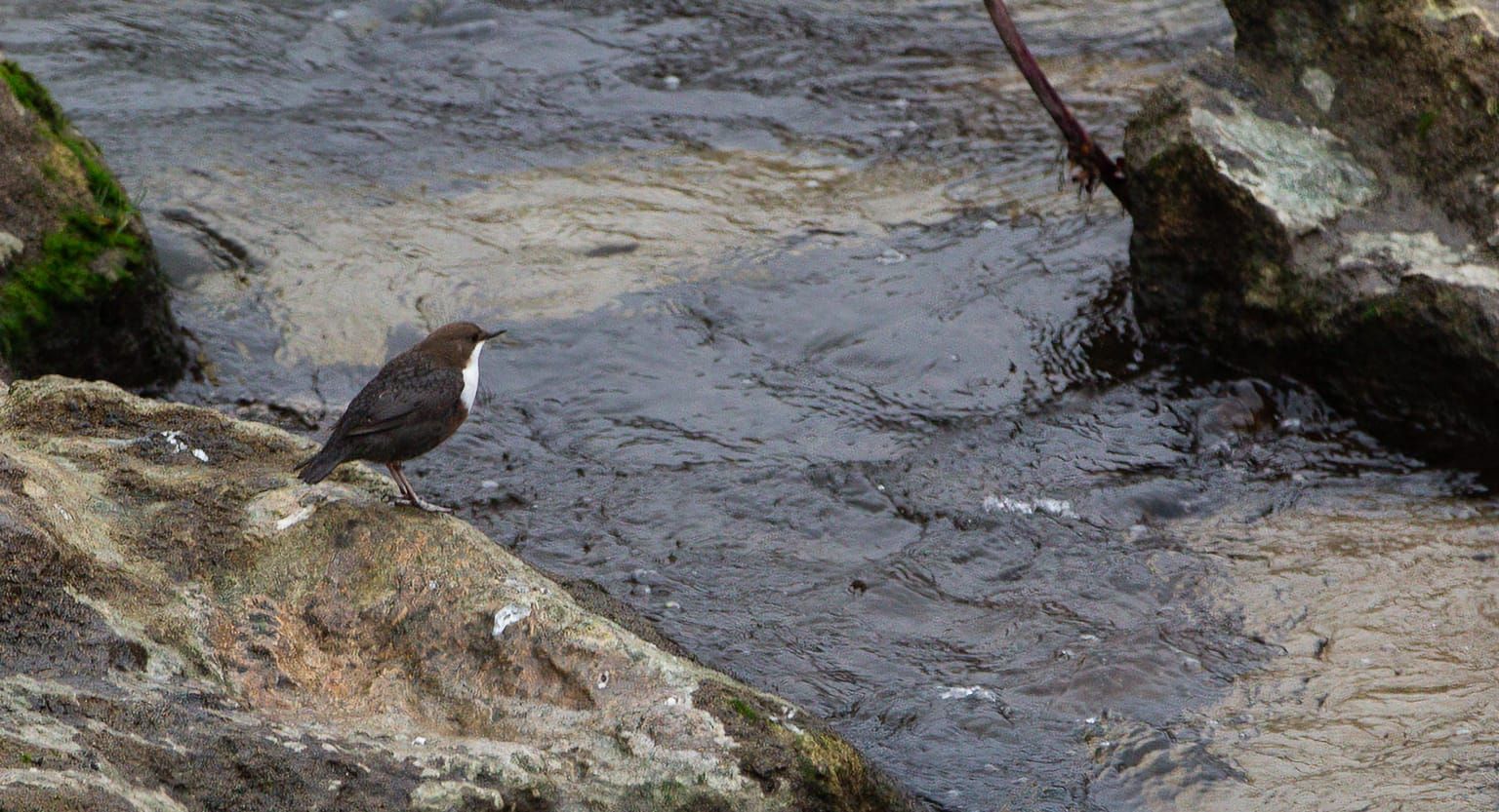 Wasseramsel auf einem Stein am Ufer der Schüss